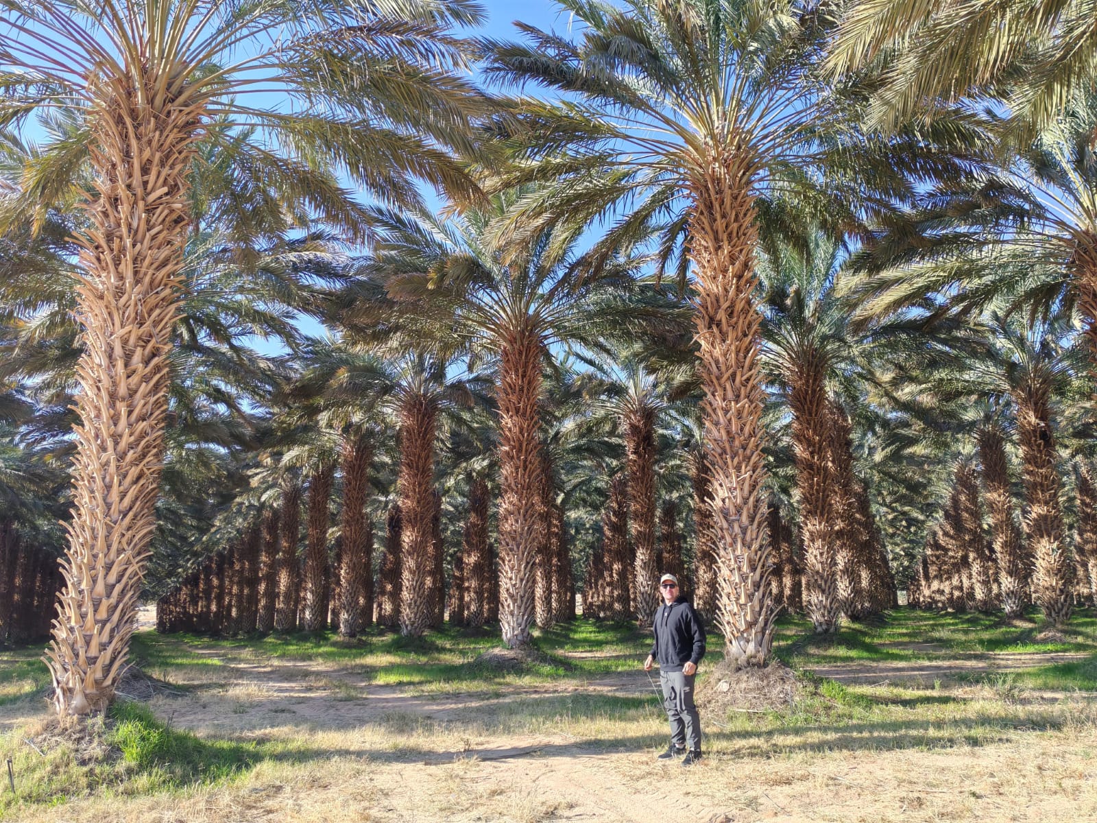 Tour stop among palm trees
