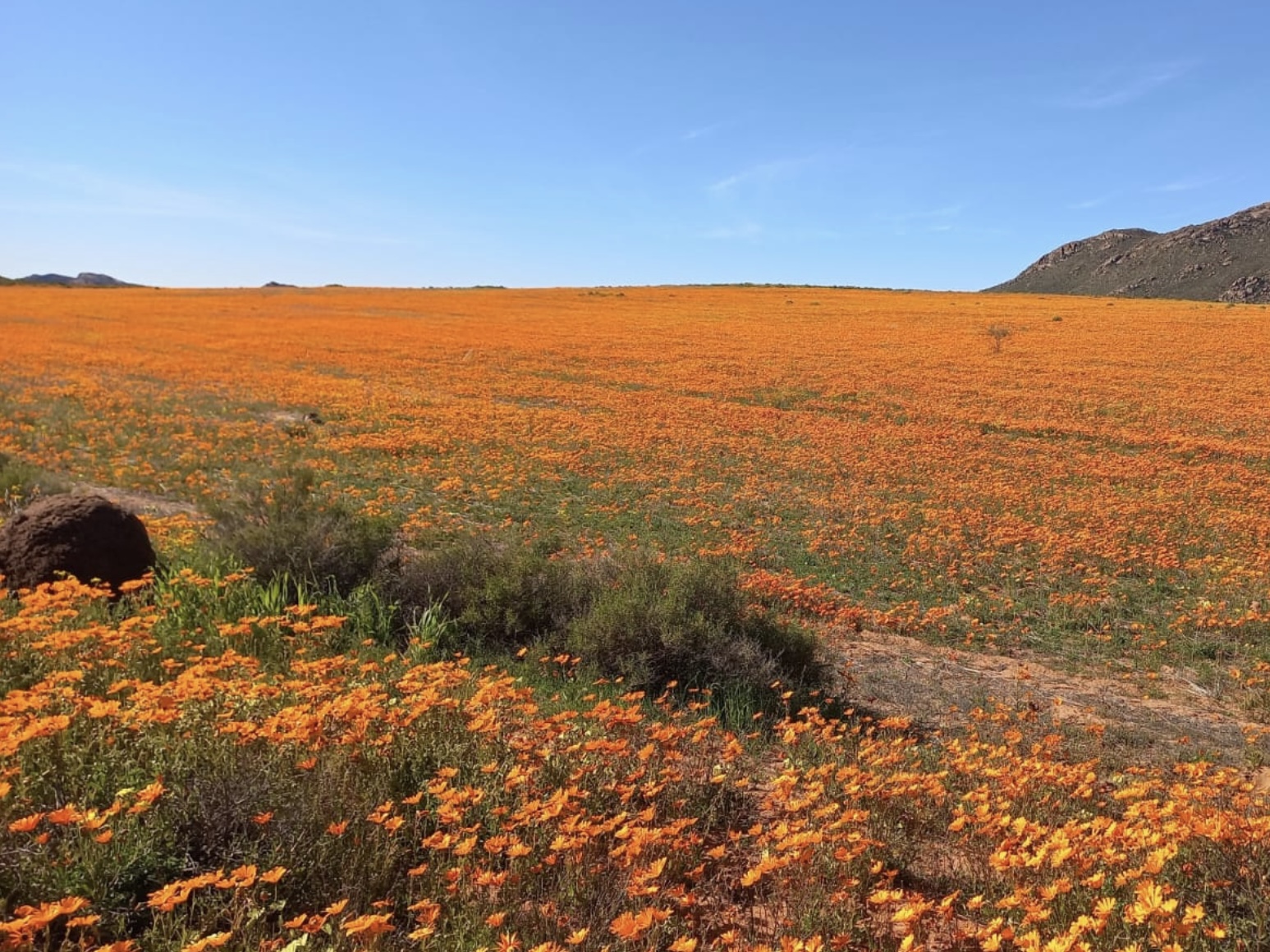Namaqualand flowers on the five-day guided floral tour
